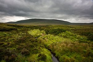 Green bog landscape in Ireland