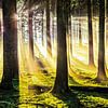 Autumn forest in the magic of light by Nicc Koch