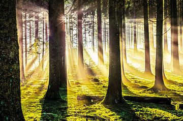 Herfstbos in de magie van het licht van Nicc Koch