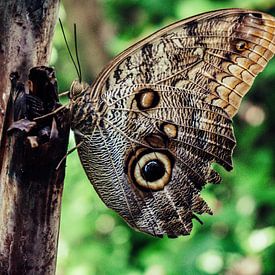 Butterfly sur Foto Fratsen