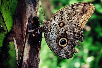 Butterfly von Foto Fratsen