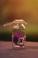 Blüte im Glas