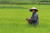 Vietnamese man in rice field by Richard van der Woude thumbnail