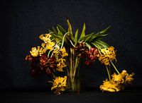 Uitgebloeide tulpen in vaas tegen een zwarte achtergrond