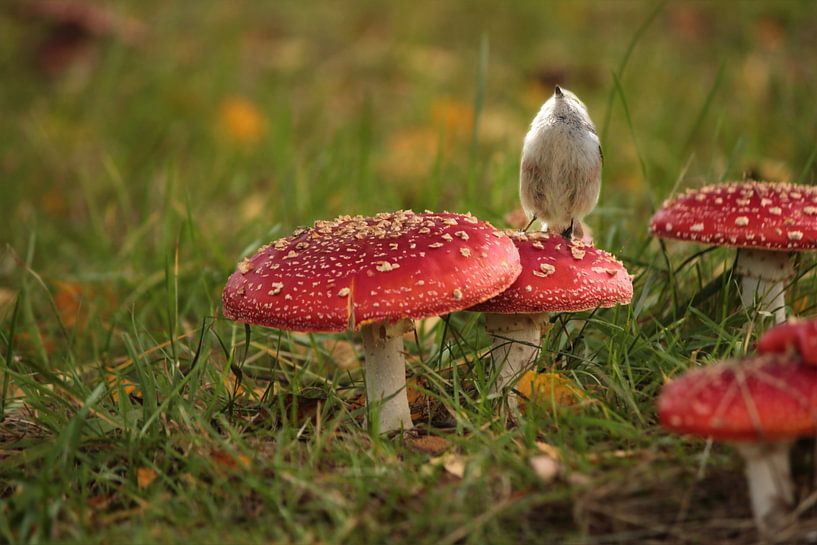Paddestoelen en staartmees in de herfst van Heike Hultsch