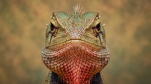 Reptilienporträt: Eidechse