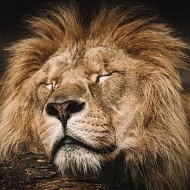 Schlafender Löwe von Quentin Rademaker