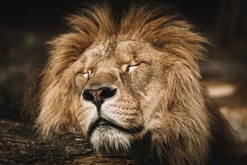 Sleeping Lion by Quentin Rademaker