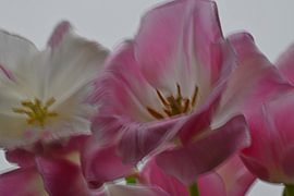 RÊVES DE FLEURS 30 sur Miroslav Ptacek