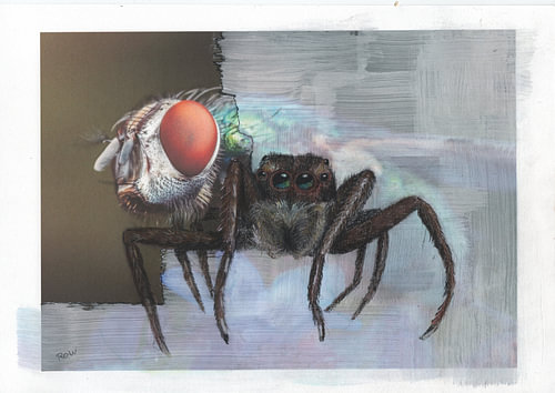 Araignée dans une mouche