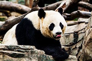Großer Panda