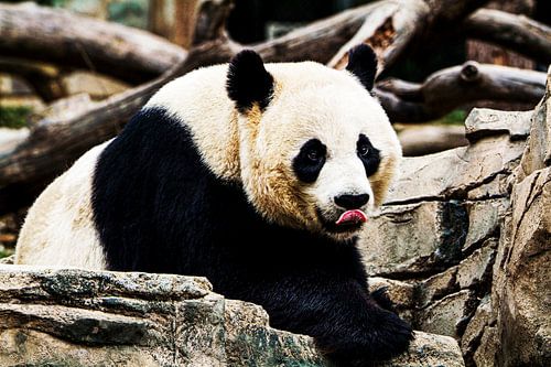 Giant Panda