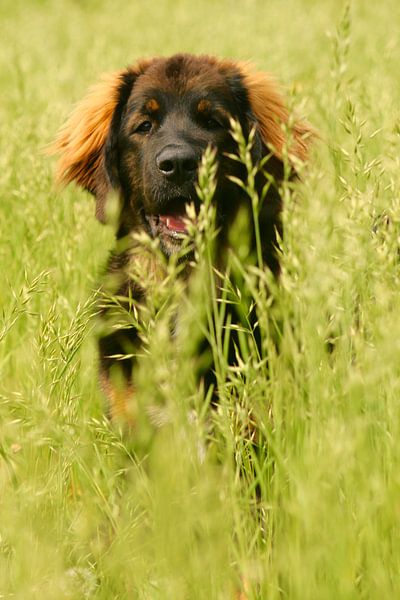 Happy Dog!  van Lisa-Valerie Gerritsen