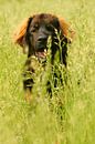 Happy Dog!  van Lisa-Valerie Gerritsen thumbnail