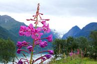 Wilgenroosje (Chamerion of Epilobium Angustifolium) in Noorwegen van Margreet Frowijn thumbnail