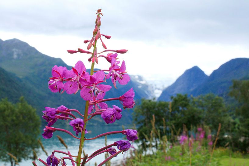 Wilgenroosje (Chamerion of Epilobium Angustifolium) in Noorwegen van Margreet Frowijn