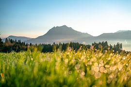 Morning dew with a view of the Grünten mountain by Leo Schindzielorz