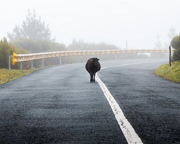 Ein Schaf spaziert auf einer Straße auf Madeira im Nebel