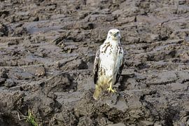 Bigbrother is watching you