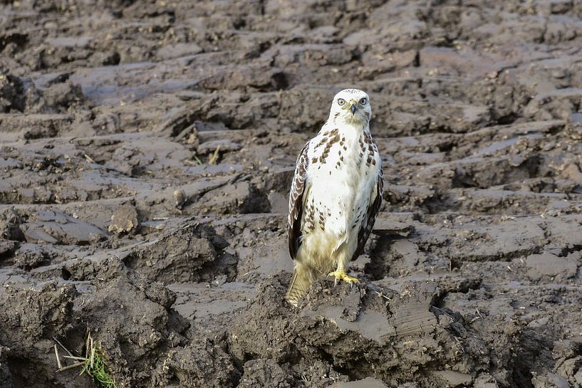 Bigbrother is watching you by Henk de Boer
