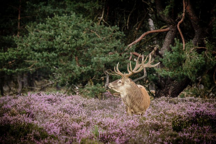 Edelhert op de hoge veluwe by Henrico Scheffel