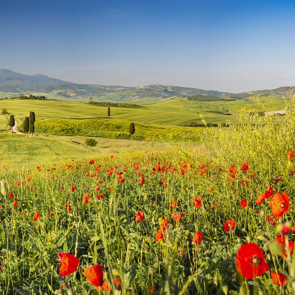Lente in Toscane van Walter G. Allgöwer