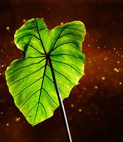 Feuille