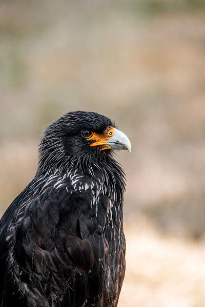 Raubtier im Profil Intensive Blicke des Jägers von Femke Ketelaar