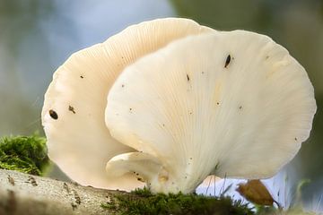 Paar paddenstoelen achter elkaar van Wim Stolwerk