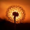 Een blaasbloem tegen de ondergaande zon van Peter van Dam