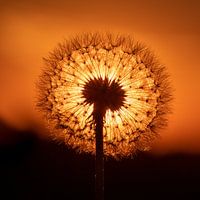 Een blaasbloem tegen de ondergaande zon