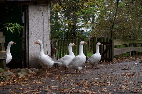 Witte Huisganzen in de herfst