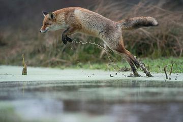 Red Fox ( Vulpes vulpes ), adult in winter fur, jumping over a little creek in a swamp, taken from a van wunderbare Erde