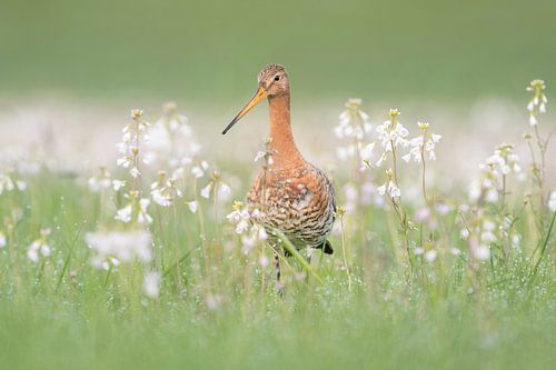Tussen de pinksterbloemen