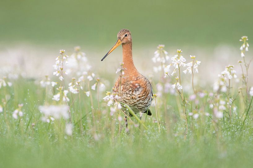 Inmitten der Kuckucksblumen von Erik Veldkamp