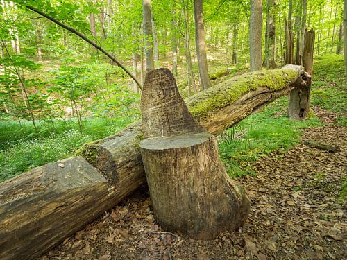 Lente in het groene loofbos VII