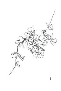 Bougainvillea