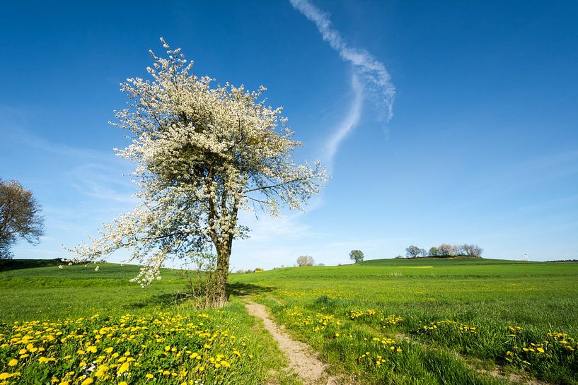 Le printemps avec un arbre en fleurs par ManfredFotos