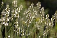 Lavendel wit (Lavandula angustifolia) van Tanja van Beuningen thumbnail