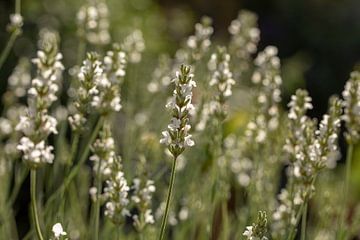 weiße Lavendel von Tanja van Beuningen