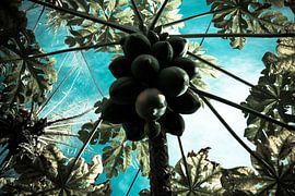 Papaja's in de boom van Adri Vollenhouw