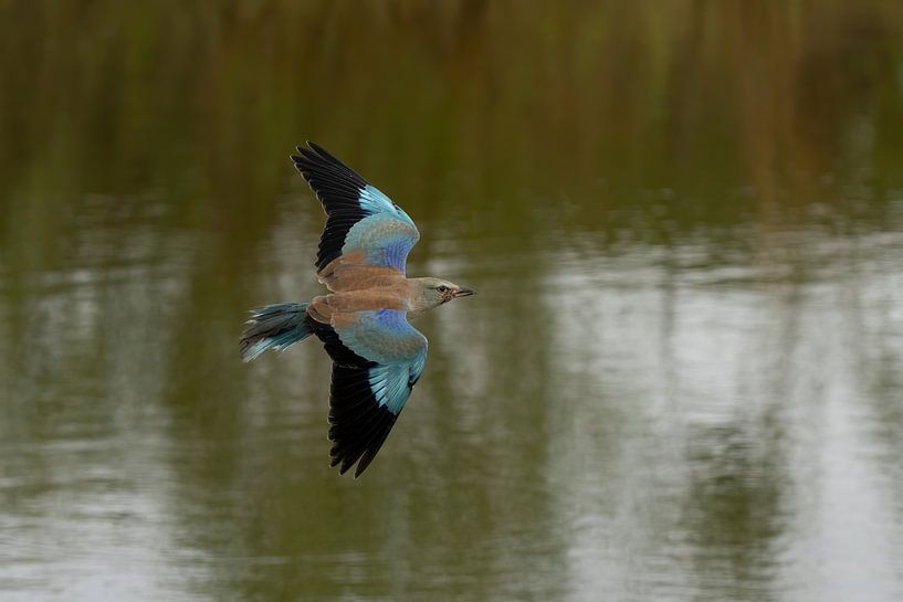 Scavenger by Jan van Vreede