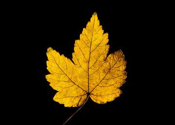 Details en herfstkleuren van Ronald Buitendijk Fotografie