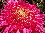 Chrysant in zonlicht by Pieter Korstanje thumbnail