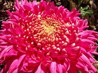 Chrysant in zonlicht
