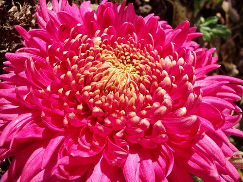 Chrysant in zonlicht