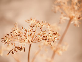 Aegopodium podagraria