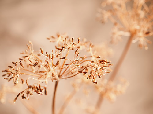 Aegopodium podagraria