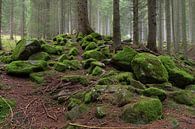 L'automne dans la forêt par Wim Slootweg Aperçu