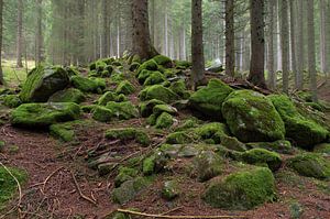 Herbst im Wald